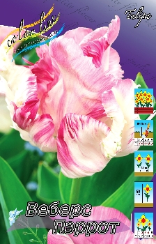Tulipa Webers Parrot